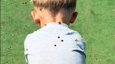 Insekten-Invasion am Strand  - Marienkäfer beißen Urlauber