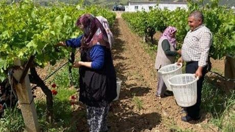 Manisa'da asma yaprağı üzüm üreticisine ek gelir sağlıyor