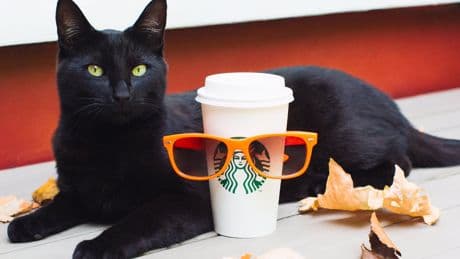 Pumpkin spice lattes — and the backlash, and the backlash to the backlash — explained