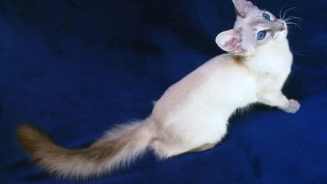 Las razas de gatos de pelo semilargo: ni largo ni corto, pero inconfundibles