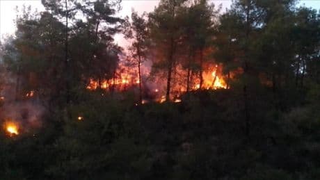 Adana'da orman yangını