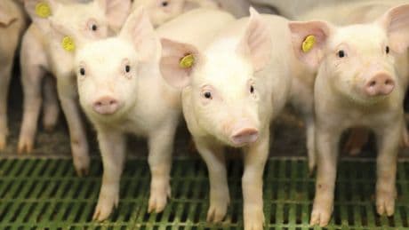 Científicos chinos consiguen trasplantar por primera vez un pulmón de cerdo a un humano