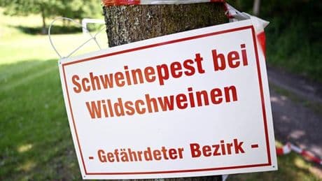 Neue Funde: Schweinepest: Drei weitere tote Frischlinge entdeckt