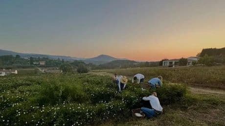 « Fleurs à parfum, retour en Grasse », sur France.tv : le combat d’une femme pour sauver l’exploitation familiale