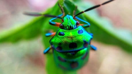 90% des espèces vivant sur Terre n'ont pas encore été découvertes, des chercheurs en ont fait leur spécialité
