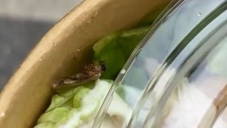 'Costco salad left me rinsing out my mouth after I found a cockroach'