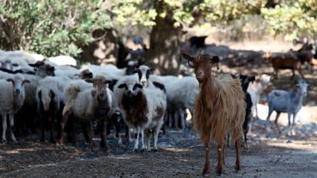 Greece considers movement ban after smallpox outbreak on farm