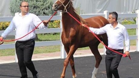 TİGEM tay satışından 45 milyon lira gelir elde etti