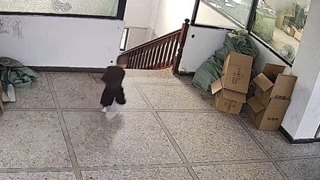 Albtraum für Eltern - Knirps stürmt auf die Treppe zu