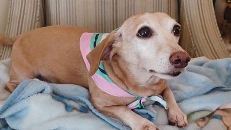 Service dog reunited with blind owner two months after being stolen from Chicago backyard