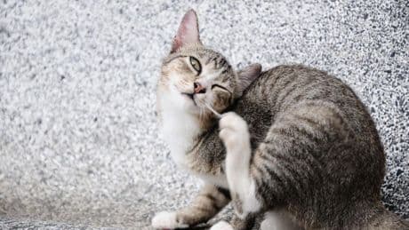 Seasonal Allergies Can Affect Cats: Here’s What You Need To Know