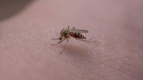 Meduse e punture d'insetti, come proteggere i bambini. I consigli degli esperti