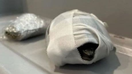 CHRISTOPHER BUCKTIN: Plane passenger caught hiding 2 turtles in bra as one dies