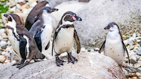 Camerabeelden wijzen uit: vos doodde pinguïns dierentuin in Emmen