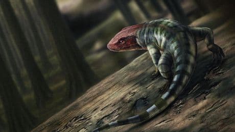 Descubren las huellas más antiguas de un reptil: unas garras fosilizadas en una roca de hace 356 millones de años