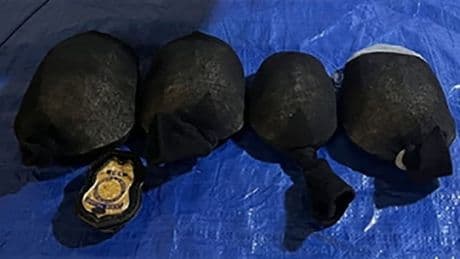 Chinese vor US-Gericht - Hunderte Schildkröten in Socken geschmuggelt