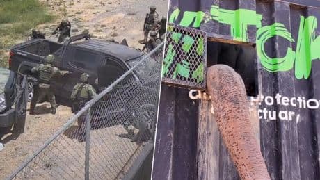 Sinaloa se ha convertido en un lugar tan violento que hasta los animales huyen de allí