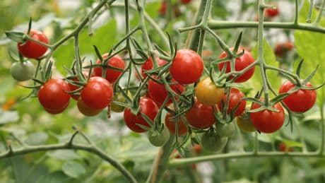 Tomaten im August pflegen: Das sollten Sie jetzt beachten