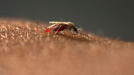 Mücken: Wer wird gestochen? Wissenschaftliches Experiment auf Festival