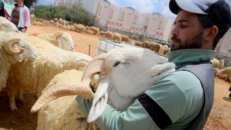 PHOTO COLLECTION: Eid al-Adha