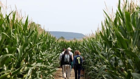 «Je ne m’attendais pas à un tel succès» : le carton inattendu des labyrinthes de maïs