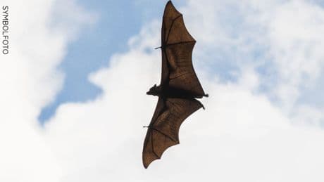 Vampir-Alarm in Australien - Verwirrte Flughunde greifen Menschen an