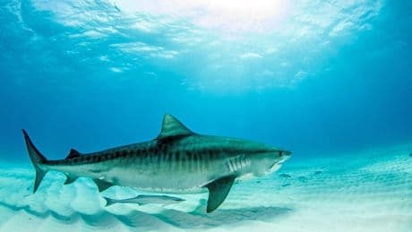 Tracking Sharks Around A South Pacific Island
