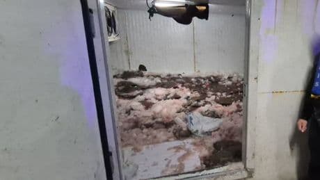 Samsun'da tonlarca kaçak avlanan kalkan balığı ele geçirildi