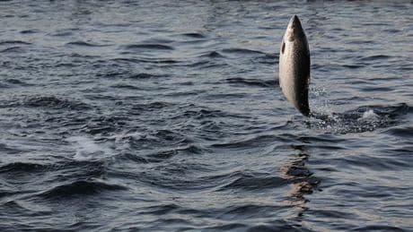"Quand j'étais gamin, la rivière débordait de poissons": le saumon sauvage disparaît de Norvège, le pays en pêche 3 fois moins qu'il y a 40 ans