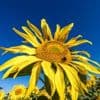 Wetteraussichten: Sommerwetter kehrt zurück - Sonne und rund 30 Grad
