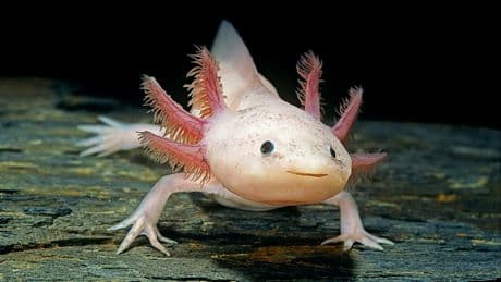 Wunderlebewesen Axolotl - Hilft dieses Kerlchen bald gegen Krebs?
