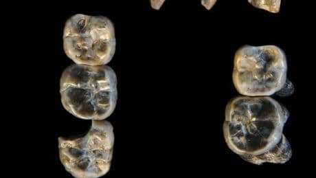 Giro de 180 grados en la evolución humana: Investigadores encuentran restos de una especie de homínido en Etiopía