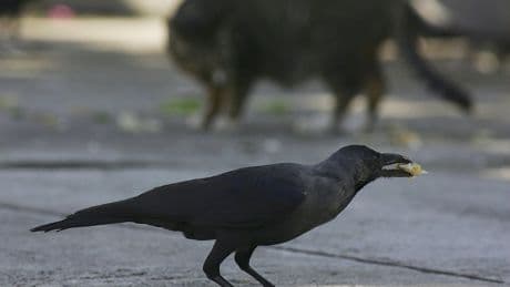 Scientists discover crows can plan ahead and understand other minds in groundbreaking new study