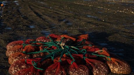Increasingly Acidic Seas Threaten Oyster Farming