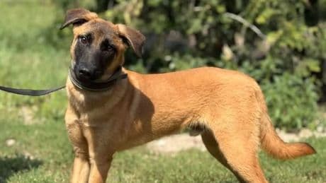 Nürnberg Tierheim: Geduldiges Zuhause für Malinois gesucht