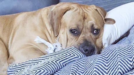 Horror as bodies of 37 dogs found in major police raid on ‘rescue centre’ with two men arrested
