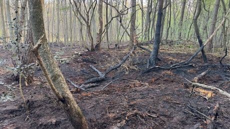 In U-Haft! - Feuerwehrmänner sollen 20 Waldbrände gelegt haben