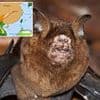 Covid origin FINALLY revealed in bombshell study...and it might not have been China after all