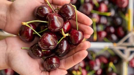 Warm weather leads to glut of cherries with larger packs on sale at supermarket