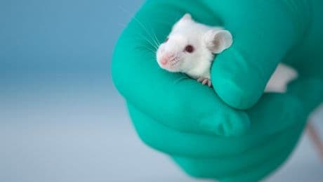 How the Trump administration’s health cuts could kill thousands of test animals