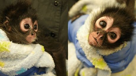 Meet Violeta! Oakland Zoo helps rescue adorable endangered spider monkey after drug bust