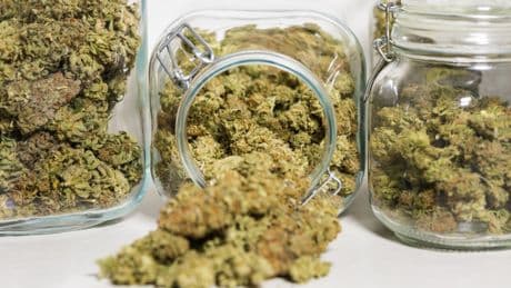 Gesundheitliche Risiken: Der Einfluss von Cannabis auf das junge Gehirn