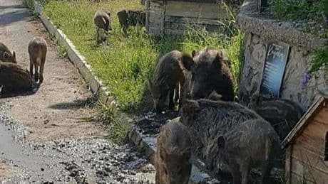 Kenti sürü halinde istila etmişlerdi! Ekipler alarma geçti
