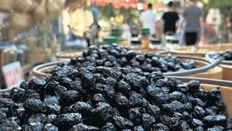 Tirilye’de Zeytin Çiçeği Festivali