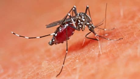 Fast 8000 Chikungunya-Fälle in China - Kritik an Maßnahmen wegen Tigermücken-Virus