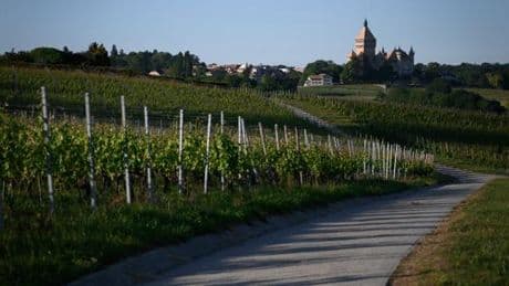 Les Suisses devraient boire plus de vin, parole de ministre
