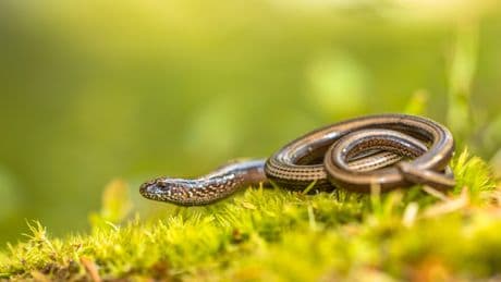Inde : une centaine d'écoliers intoxiqués après avoir mangé du serpent mort dans un plat