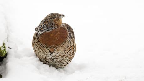 Biodiversité : la justice confirme la réintroduction du grand tétras dans les Vosges