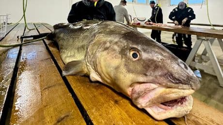 Rekord-Fisch des bisherigen Jahres - Angler fängt riesigen Dorsch