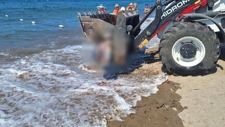 Bodrum’da turistleri şoke eden görüntü!